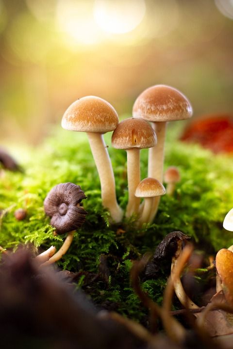 蘑菇 童话 幻想 落下 森林 景观 神秘 小蘑菇 气氛 情绪