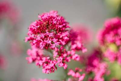 红色刺花 Centranthus曲霉 缬草工厂 伞形花序 草本的