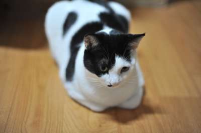 猫 动物 哺乳动物 宠物的墓地 老虎 狮子 猫和 山猫 猫咪