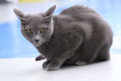 猫 俄罗斯蓝色的