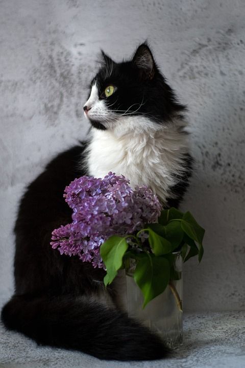猫 杯子 紫丁香 花朵 坐在 手表 动物