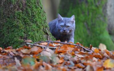 树 猫 年轻的猫 树叶 落下 家畜 好奇的