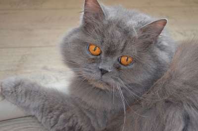 猫 汉兰达 英国 英国长毛猫 家猫