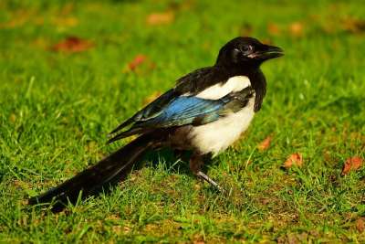 鹊 欧亚喜鹊 鸟 动物 鸦科 Corvidae 野生动物 常设