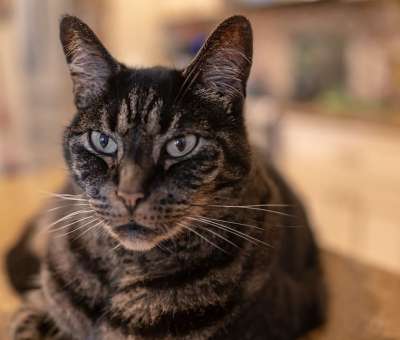 猫 虎斑猫 特写 宠物 动物 毛皮 甜的 老虎 毛茸茸的