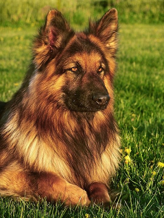 狗 朋友 德国牧羊犬 头发 长头发 动物 男人的朋友 种族 喜悦