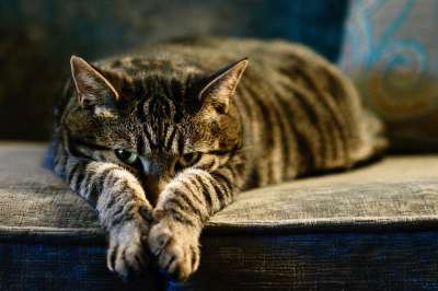 猫 宠物 动物 虎斑猫 国内的猫 猫科动物 哺乳动物 可爱的