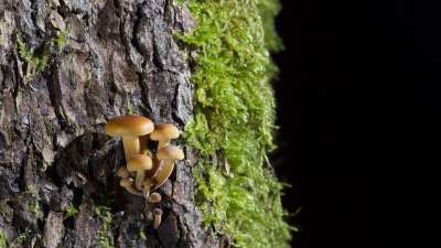 蘑菇 苔藓 森林 树干