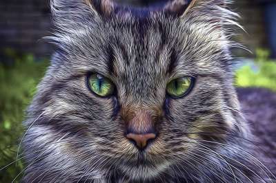 猫 猫科动物 哺乳动物 国内的 宠物 动物 肖像 可爱的 头