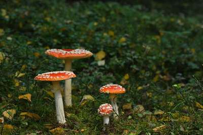 蘑菇 毒菌 有毒 森林地面 苔藓 森林 落下 自然