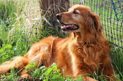 金毛猎犬 快乐的 狗 金的 猎犬 可爱的 宠物 动物 犬类