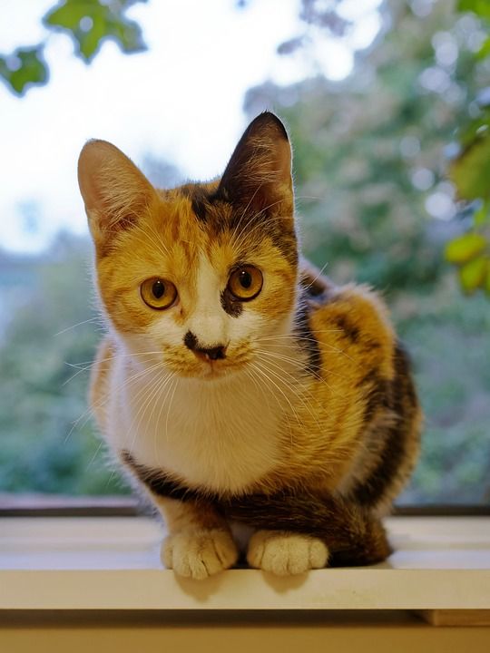 猫 宠物 动物 印花布 猫科动物 毛皮 坐着 窗户