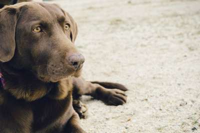 狗 拉布拉多犬 宠物 棕色 可爱的 动物 犬类 哺乳动物 纯种