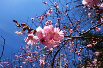 樱花 花 樱桃树 枝杈 盛开 春天 春天的花朵 春绽放 日本人