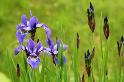 鸢尾花 Kosaćce 紫色 春暖花开 春天 盛开 花 性质