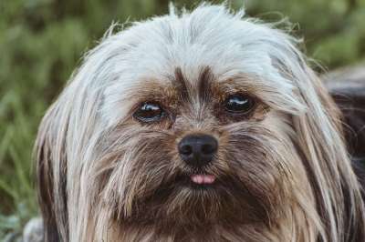 狗 约克郡 梗犬 可爱的 国内动物 有趣的 户外 哺乳动物