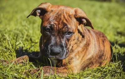 狗 宠物 犬类 动物 毛皮 鼻子 哺乳动物 狗肖像 国内动物