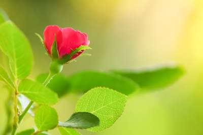 玫瑰 玫瑰花蕾 红玫瑰 红花 玫瑰花 花 盛开 花园 自然