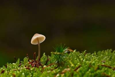 蘑菇 苔藓 真菌学 菌 毒菌 生长 森林