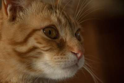 猫 猫科动物 家畜 老虎 胡子