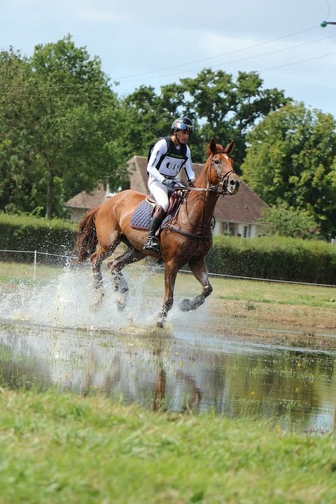 Haras Du销 国家柱 螺柱 伟大的全 跳跃 叉 马 竞赛