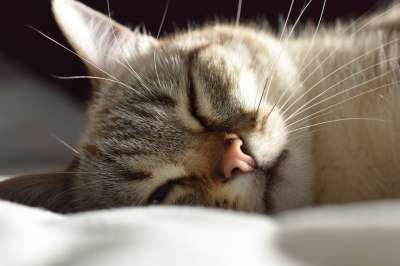 猫 动物 眼睛 毛皮 肖像 睡眠