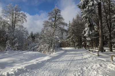 冬天 雪 冬季景观 白色的 寒冷的 森林 下雪的 景观 冬梦