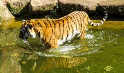 老虎 捕食者 大猫 动物园 危险的 水 潜伏