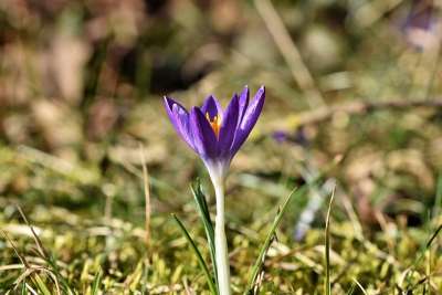番红花 虹膜家族 紫色 大器晚成 盛开 开花 春天 春天的预兆