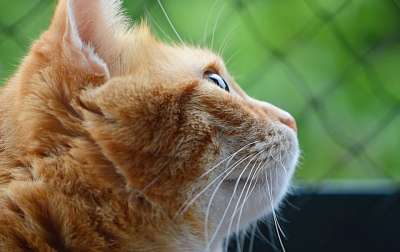 猫 鲭鱼 红色的 家猫 家畜 动物 猫眼 猫脸 宿醉