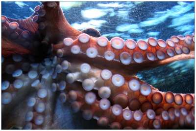 八达通 章鱼 吸盘 吸杯 鱿鱼 动物 自然 海洋动物 水族馆