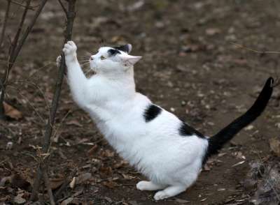 那只猫 白色的 黑色的 毛皮 爪子 猫科动物 可爱的 被驯服的
