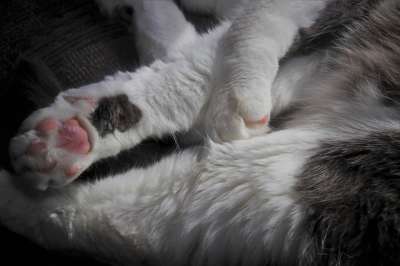 猫 柔软的 蓬松的 毛皮 睡眠 昏昏欲睡 雄猫 在近距离 疲劳的