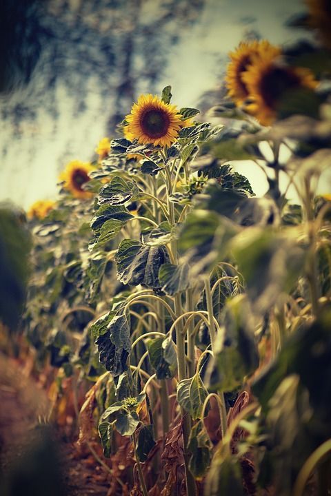 向日葵 场地 夏天 散景 黄 花朵 盛开 花 农业 植物群