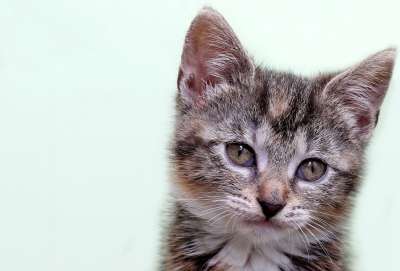 猫 家猫 小的 婴儿 家畜 鲭鱼 猫脸 可爱的 猫眼 肖像