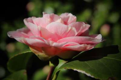 茶花 开花 粉色的 山茶花 花瓣 春天 盛开 花园 大器晚成