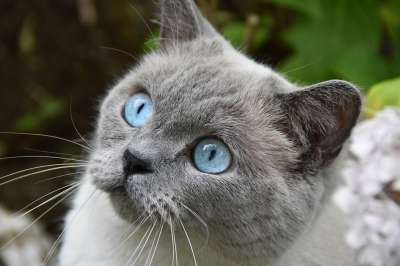 猫 宠物 蓝眼睛 毛皮 毛茸茸的 胡须 花园 花朵 灰猫