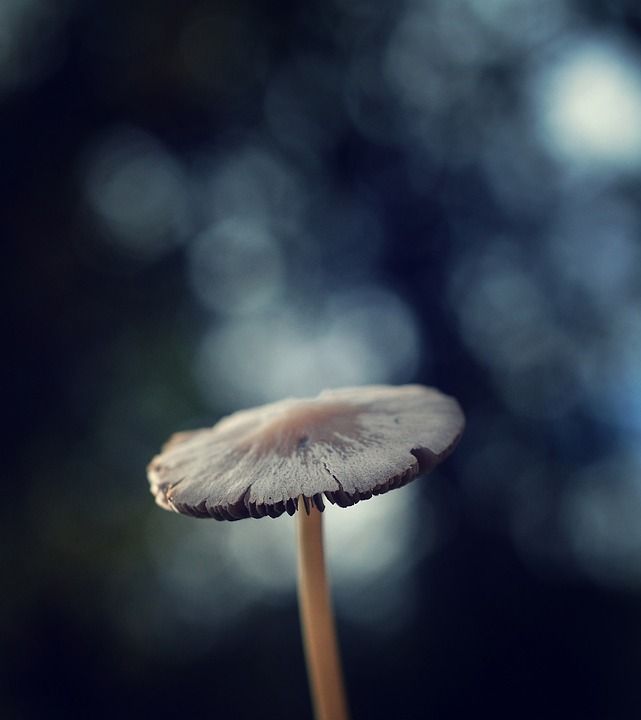 落下 森林 秋天的树林 蘑菇