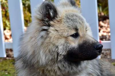狗 肖像狗的档案 头Eurasier Eurasier狗