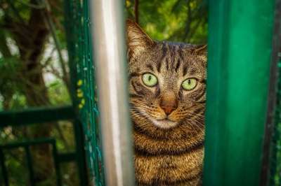 猫咪 想知道 老虎 动物医院 动物 自然 猫 捕食者 眼睛