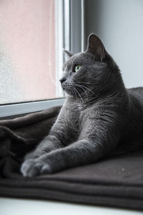 猫 猫科动物 小猫 Kitteh 国内的 毛茸茸的 毛皮 蓬松的