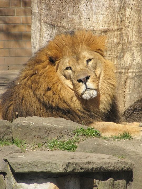 狮子 鬃毛 男性 危险的 大猫 捕食者 动物园 多特蒙德