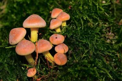 森林 蘑菇 自然 落下 苔藓 发现 关闭 小蘑菇 森林蘑菇