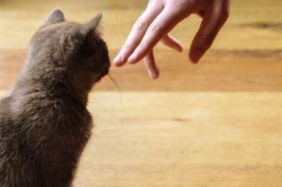 英国短毛猫 小猫 猫 年轻 家畜 可爱的 家猫 手 接近 你好