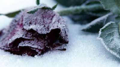 公墓 红玫瑰 褪色 冰冷的 冬天的雪 冰晶 悲伤的损失 怀旧
