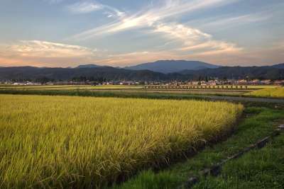 稻田 日本 亚洲 白饭 黄昏 风景秀丽的 景观 山形 收成