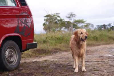 金毛猎犬 狗 户外 小狗 旅行 冒险 面包车 面包车生活 孔比