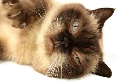 英国短毛猫 猫 家畜 英国 短发 家猫 纯种 野生动物 品种猫