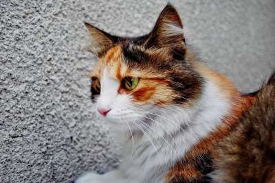 猫 肖像 动物 捕食者 猎人 小猫 灰猫