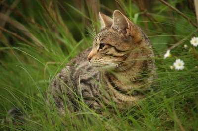 猫 老虎 虎猫 鲭鱼 宿醉 家猫 草